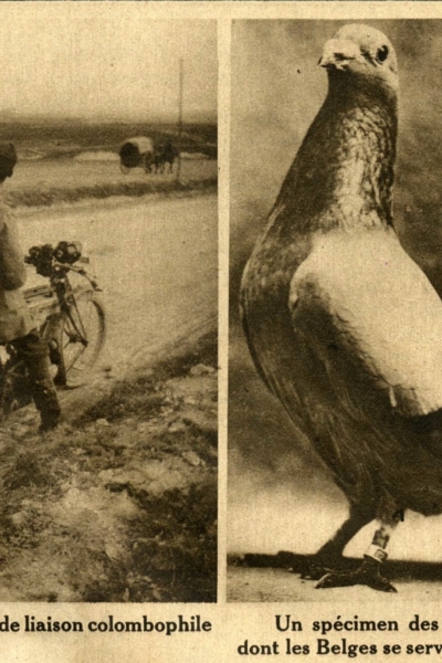 Un motocycliste agent de liaison colombophile et un specimen de pigeon voyageur